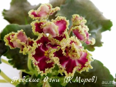 Лот: 8483869. Фото: 1. Продам лист сортовой фиалки Невские... Горшечные растения и комнатные цветы