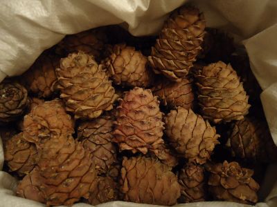 Лот: 16930514. Фото: 1. Куплю орех кедровый. Ягоды, орехи