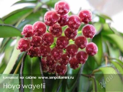 Лот: 1628260. Фото: 1. Хойя Ваети - Hoya wayetii (черенок... Горшечные растения и комнатные цветы