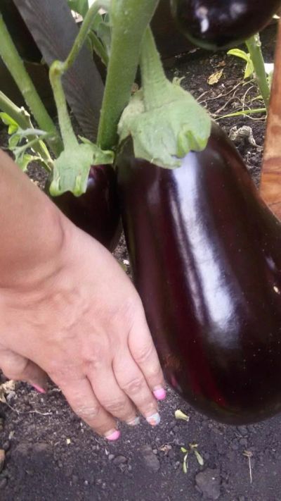 Лот: 7343303. Фото: 1. Продам рассаду баклажан. Овощи