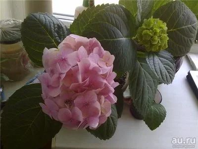 Лот: 8213675. Фото: 1. Гортензия горшечная комнатная. Горшечные растения и комнатные цветы
