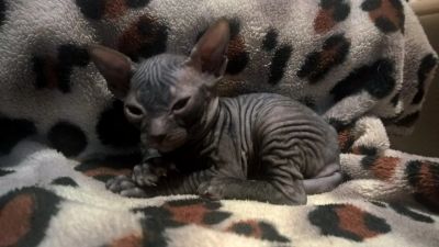 Лот: 7258269. Фото: 1. Сфинксята. Кошки, котята