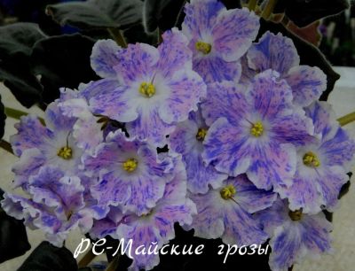 Лот: 6344762. Фото: 1. Фиалка сортовая РС-Майские грозы... Горшечные растения и комнатные цветы