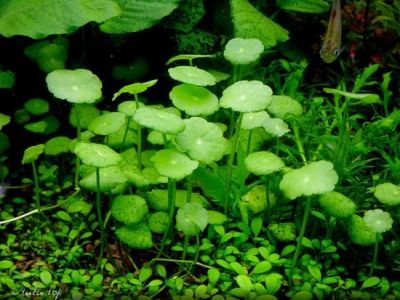 Лот: 6501033. Фото: 1. (Hydrocotyle verticillata). Водные растения