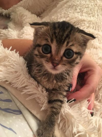 Лот: 10456910. Фото: 1. Отдам котенка в добрые Заботливые... Кошки, котята