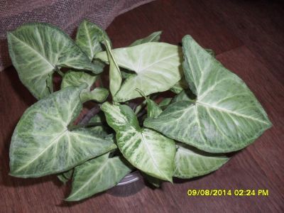 Лот: 4149563. Фото: 1. сингониум1. Горшечные растения и комнатные цветы