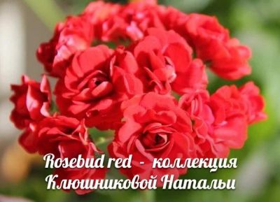 Лот: 9649503. Фото: 1. Пеларгония Rosebud red ( укорененный... Горшечные растения и комнатные цветы