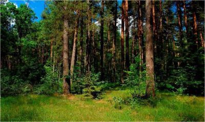 Лот: 7158400. Фото: 1. Шикарный участок с сосновым бором... Земельные участки