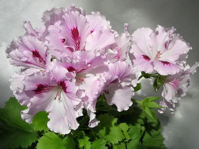 Лот: 4625514. Фото: 1. Королевская пеларгония "Lilac... Горшечные растения и комнатные цветы