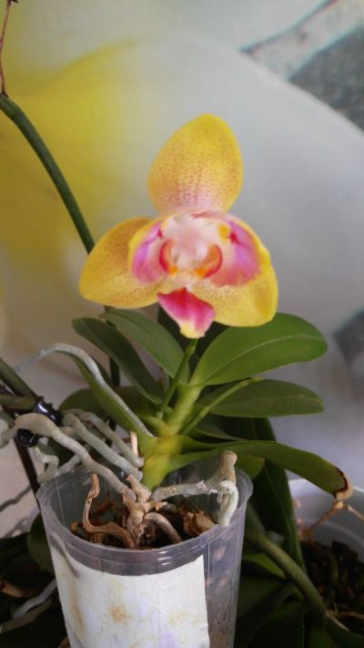 Лот: 14317389. Фото: 1. Орхидейка. Горшечные растения и комнатные цветы