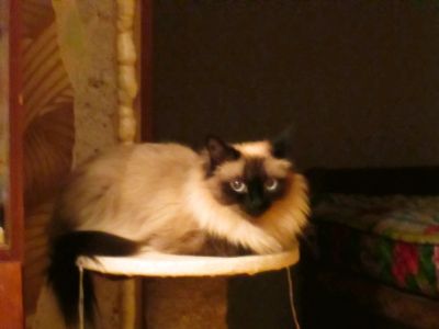 Лот: 11358625. Фото: 1. Кошка. Кошки, котята