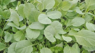 Лот: 9786495. Фото: 1. Рассада капусты Сибирячка (среднеспелый... Овощи