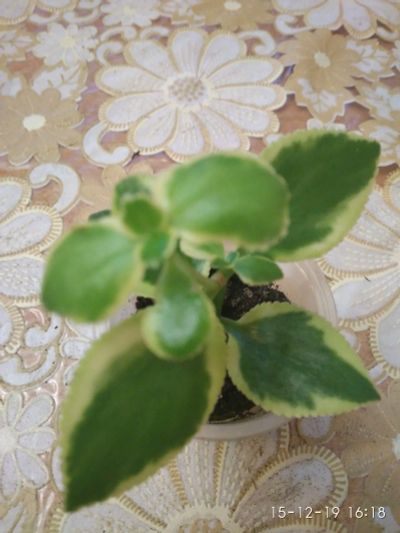 Лот: 15179278. Фото: 1. Крассула sarmentosa variegata. Горшечные растения и комнатные цветы