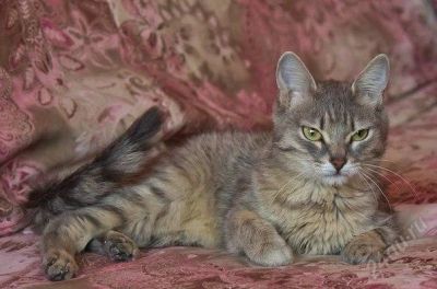 Лот: 2799494. Фото: 1. отдам в добрые руки Кошку. Кошки, котята