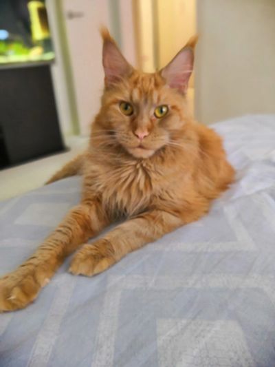 Лот: 13226512. Фото: 1. Продам кошку Мейн-Кун. Кошки, котята