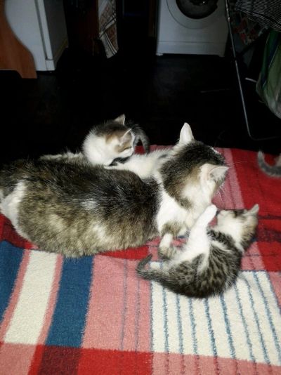 Лот: 11958011. Фото: 1. Котят от додим даром. Кошки, котята