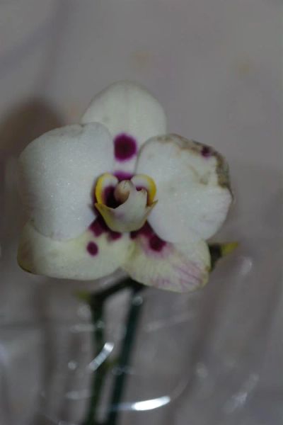 Лот: 3442371. Фото: 1. Орхидея фаленопсис мини. Горшечные растения и комнатные цветы