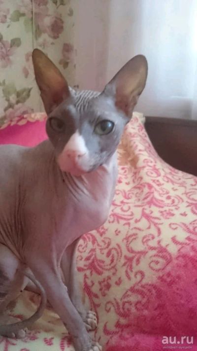 Лот: 13669154. Фото: 1. Сфинкс. Кошки, котята
