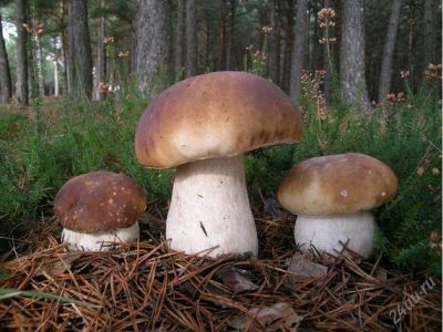 Лот: 1366222. Фото: 1. Гриб белый сушеный высшего сорта... Грибы