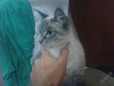 Лот: 2033536. Фото: 1. Отдам красивую кошку. Кошки, котята