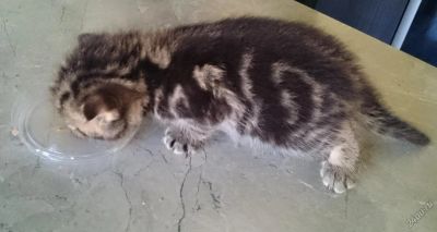 Лот: 5548134. Фото: 1. Котик мраморный вислоухий. Кошки, котята