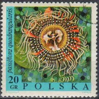 Лот: 21505824. Фото: 1. 1968. Польша. Цветы. н.с. № 1832. Марки
