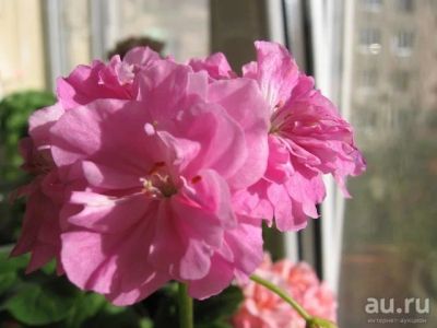 Лот: 9592559. Фото: 1. Сортовая зональная пеларгония... Горшечные растения и комнатные цветы