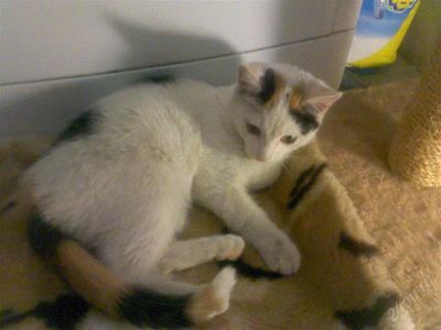 Лот: 987492. Фото: 1. трехцветка счастья 5 мес. Остальные животные