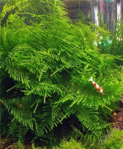 Лот: 2213846. Фото: 1. moss sp. Giant South America. Водные растения