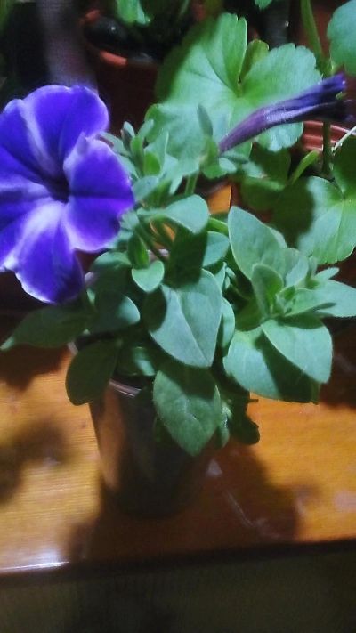 Лот: 9418514. Фото: 1. Петуния вегетативная Viva Blue... Садовые цветы