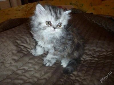 Лот: 1833911. Фото: 1. Персидская кошечка 1 месяц. Кошки, котята