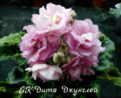 Лот: 8474105. Фото: 1. Фиалка сортовая ЕК-Дитя Джунглей... Горшечные растения и комнатные цветы