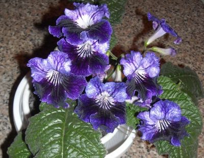Лот: 2610278. Фото: 1. Стрептокарпус Moonlite velvet. Горшечные растения и комнатные цветы