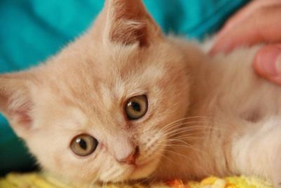 Лот: 4302761. Фото: 1. Шотландская прямоухая кошечка... Кошки, котята