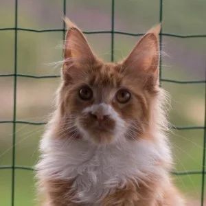 Лот: 9817242. Фото: 1. Девочка красный биколор в отличном... Кошки, котята