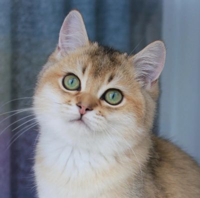 Лот: 7790958. Фото: 1. Золотой тикированный британский... Кошки, котята
