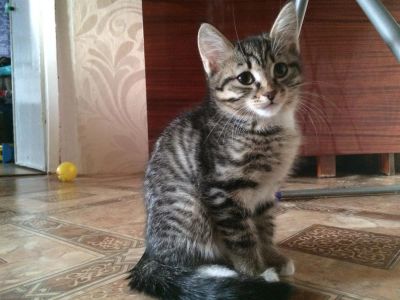 Лот: 3525030. Фото: 1. отдам. Кошки, котята