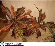 Лот: 143562. Фото: 1. Очень красивый и большой кротон. Горшечные растения и комнатные цветы