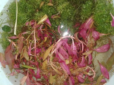 Лот: 12633386. Фото: 1. Водоросли 2. Водные растения