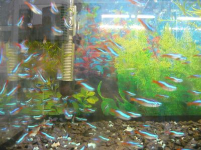 Лот: 3699967. Фото: 1. неон голубой . Рыбки