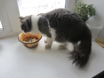 Лот: 4956306. Фото: 1. Кот Прекрасный!!!. Кошки, котята