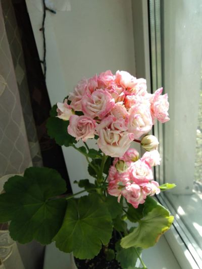 Лот: 6375827. Фото: 1. Пеларгония зональная розоцветная... Горшечные растения и комнатные цветы