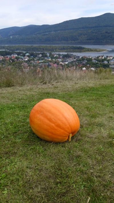 Лот: 25725636. Фото: 1. Тыква. Овощи, фрукты, зелень