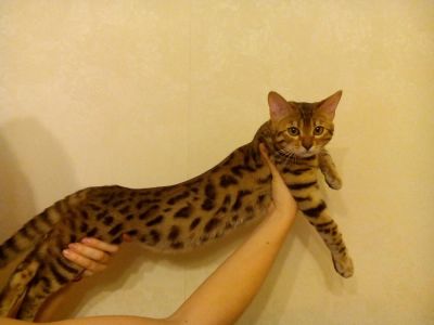 Лот: 4524198. Фото: 1. Бенгальский котенок. Кошки, котята
