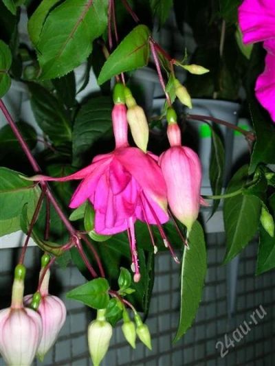Лот: 1922938. Фото: 1. Фуксия Magenta Magic. Горшечные растения и комнатные цветы