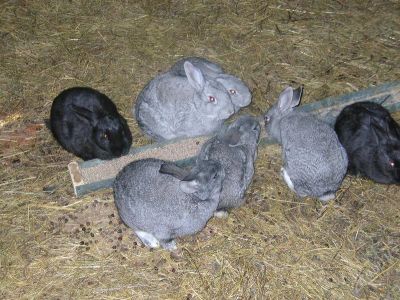 Лот: 159424. Фото: 1. Кролики, возраст 3 мес. Остальные животные