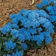 Лот: 7278117. Фото: 1. Агератум голубой. Садовые цветы
