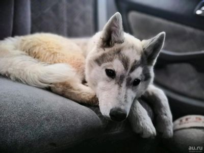 Лот: 13807526. Фото: 1. Собака, девочка, хаски. Собаки, щенки