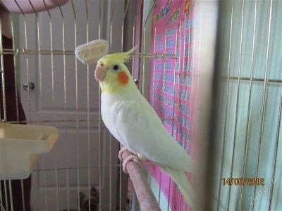 Лот: 2057440. Фото: 1. Корелла попугай. Птицы