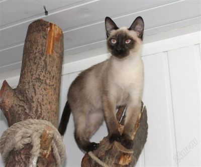 Лот: 2814291. Фото: 1. котёнок сиамский. Кошки, котята